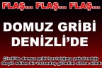 Domuz gribi Denizli’de