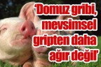 “Domuz gribi, mevsimsel gripten daha ağır değil”