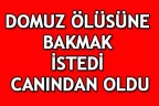 DOMUZ ÖLÜSÜNE BAKMAK İSTEDİ CANINDAN OLDU