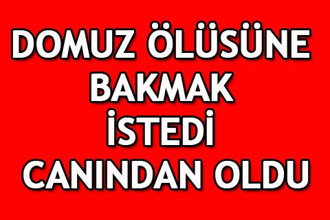 DOMUZ ÖLÜSÜNE BAKMAK İSTEDİ CANINDAN OLDU