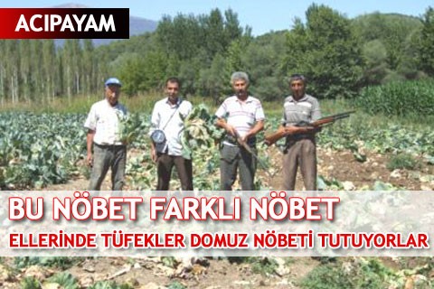 ELLERİNDE TÜFEKLER DOMUZ NÖBETİ TUTUYORLAR