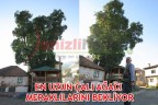 EN UZUN ÇALI AĞACI MERAKLILARINI BEKLİYOR