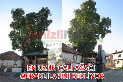 EN UZUN ÇALI AĞACI MERAKLILARINI BEKLİYOR