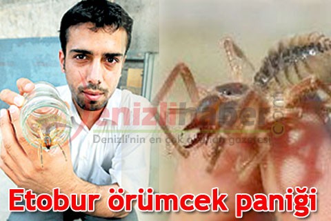 Etobur örümcek paniği