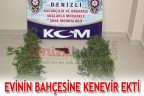 Evinin bahçesine kenevir ekti