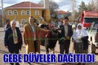 GEBE DÜVELER DAĞITILDI