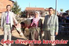 Gebe düvelerine kavuştular