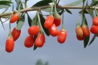 Goje Berry yer misiniz?