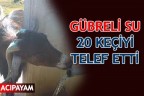 GÜBRELİ SU 20 KEÇİYİ TELEF ETTİ