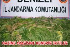 HAZİNE ARAZİSİNE KENEVİR EKTİLER