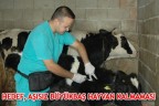 HEDEF, AŞISIZ BÜYÜKBAŞ HAYVAN KALMAMASI