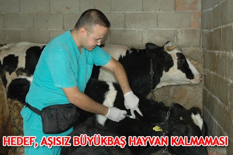 HEDEF, AŞISIZ BÜYÜKBAŞ HAYVAN KALMAMASI