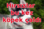 Hırsızlar bu kez köpek çaldı
