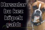Hırsızlar bu kez köpek çaldı