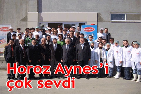 Horoz Aynes’i çok sevdi