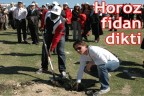 Horoz fidan dikti