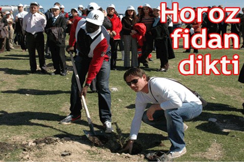 Horoz fidan dikti