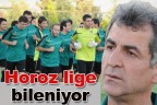 Horoz lige bileniyor