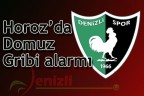 Horoz’da Domuz Gribi alarmı