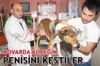 HOVARDA KÖPEĞİN PENİSİNİ KESTİLER