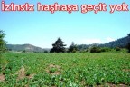 İzinsiz haşhaşa geçit yok