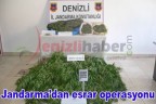 Jandarma’dan esrar operasyonu