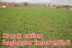 Kaçak ekilen haşhaşlar imha edildi