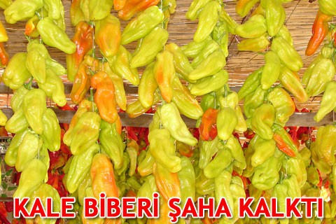 KALE BİBERİ ŞAHA KALKTI