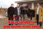 Kale ve Sarıabat’ta gebe düveler teslim edildi