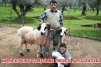 KARYA KOYUNU GELİŞTİRME PROJESİ 5 YIL UZATILDI