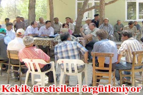Kekik üreticileri örgütleniyor