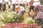 KEKİK ÜRETİMİNİN YÜZDE 95’İNİ KARŞILAYAN DENİZLİ’DE HASAT BAŞLADI