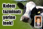 Kıdem tazminatı yerine inek!