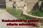 Kızılcabölük’te yabani otlarla mücadele