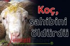 Koç, sahibini öldürdü