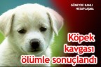 Köpek kavgası ölümle sonuçlandı