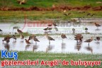 Kuş gözlemcileri Acıgöl’de buluşuyor
