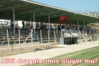 Milli duygularımız ölüyor mu?