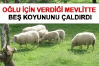 OĞLU İÇİN VERDİĞİ MEVLİTTE BEŞ KOYUNUNU ÇALDIRDI