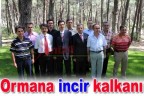 Ormana incir kalkanı