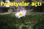 Papatyalar açtı