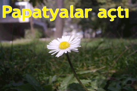 Papatyalar açtı