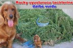 Rocky uyuşturucu tacirlerine darbe vurdu
