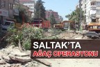 SALTAK’TA AĞAÇ OPERASYONU
