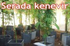 Serada kenevir
