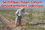 Sertifikalı fidan-tohum desteklemeleri ödeniyor