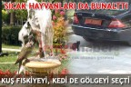 SICAK HAYVANLARI DA BUNALTTI
