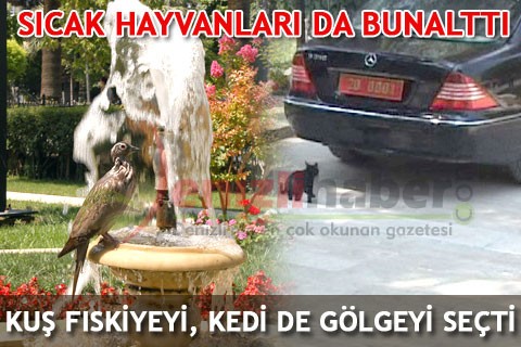 SICAK HAYVANLARI DA BUNALTTI