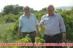 SOFRALIK ÇEKİRDEKSİZ ÜZÜM HASADINA BAŞLANDI