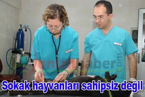 Sokak hayvanları sahipsiz değil